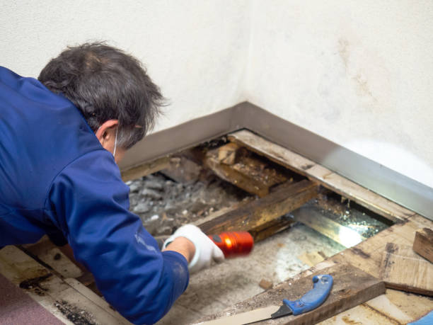 Best Emergency Mold Remediation in Larimore, ND