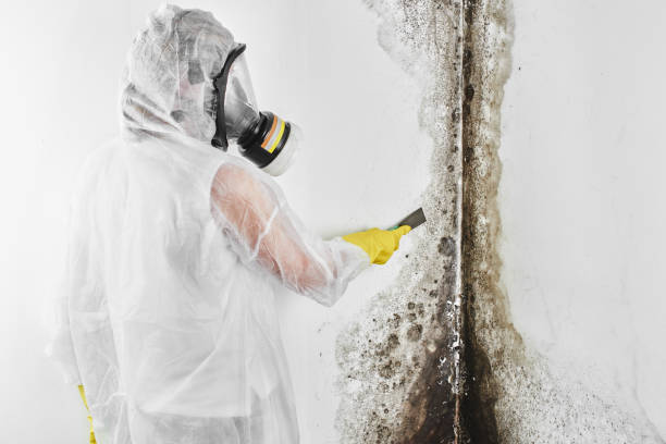 Best Attic Mold Remediation in Larimore, ND