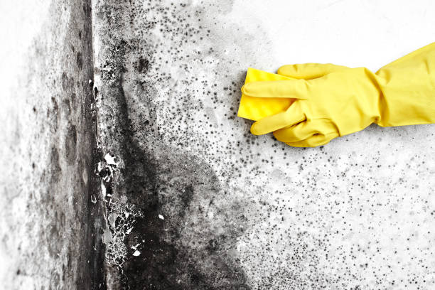 Best Kitchen Mold Remediation in Larimore, ND
