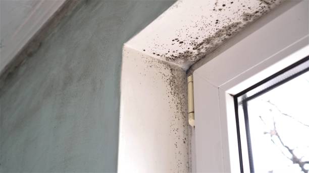 Best Commercial Mold Remediation in Larimore, ND