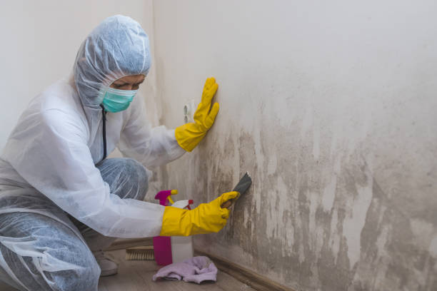 Best Basement Mold Remediation in Larimore, ND