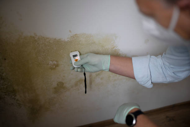 Best Mold Testing and Inspection Services in Larimore, ND