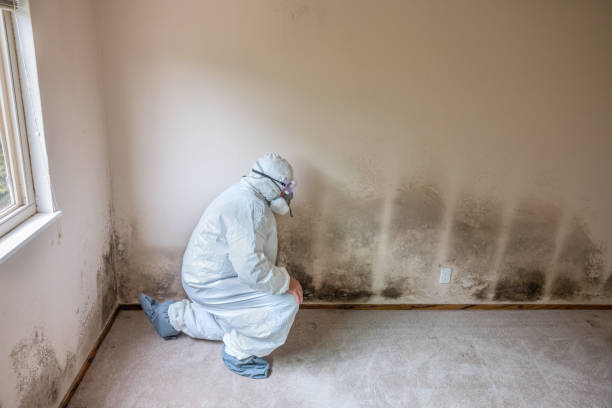 Best HVAC Mold Remediation in Larimore, ND