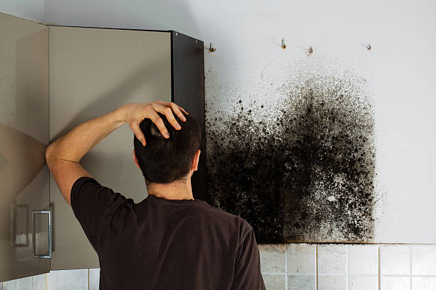 Best Localized Mold Remediation (e.g., coastal areas, humid climates) in Larimore, ND