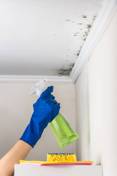Best Preventive Mold Services in Larimore, ND
